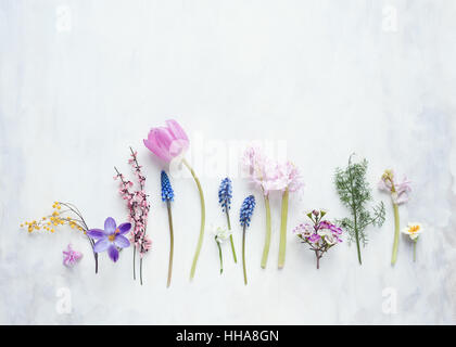 Fila di fiori di primavera steso su un bianco e grigio fondale dipinto Foto Stock