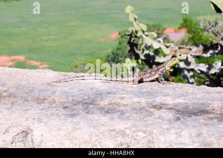 La lucertola che posano su una parete in corrispondenza della parte superiore della savana del Tsavo Est in Kenya Foto Stock