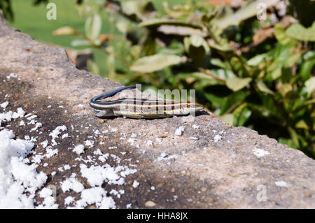 La lucertola che posano su una parete in corrispondenza della parte superiore della savana del Tsavo Est in Kenya Foto Stock