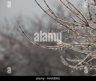 Rami di albero appeso con ghiaccioli appesi dopo una pioggia gelata tempesta di ghiaccio. Cielo grigio Foto Stock