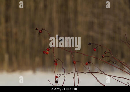 Strepitosi soleggiato rosa canina con la neve e gli alberi sullo sfondo Foto Stock