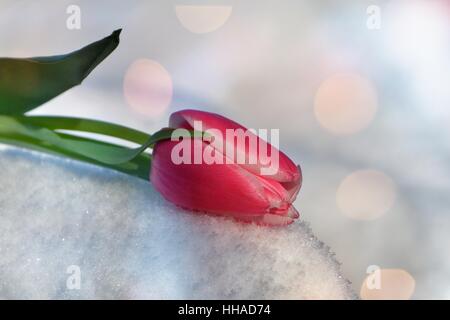 Pink tulip risiede nella neve (Tulipa) con luce di ioni di riflessione Foto Stock