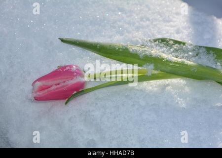 Pink tulip risiede nella neve (Tulipa) sotto la luce diretta del sole Foto Stock