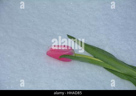 Pink tulip risiede nella neve (Tulipa) Foto Stock