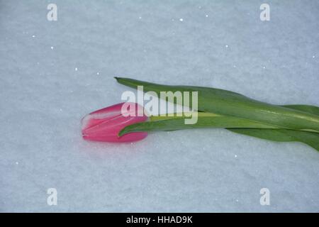 Pink tulip risiede nella neve (Tulipa) Foto Stock