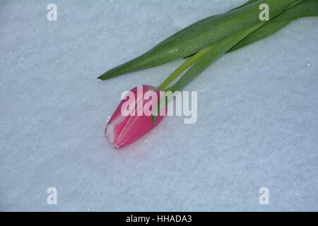 Pink tulip risiede nella neve (Tulipa) Foto Stock