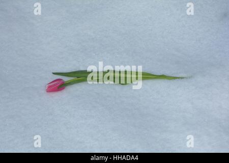 Pink tulip risiede nella neve (Tulipa) Foto Stock