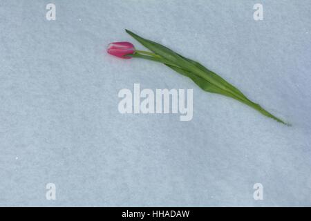 Pink tulip risiede nella neve (Tulipa) Foto Stock