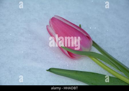 Pink tulip risiede nella neve (Tulipa) Foto Stock