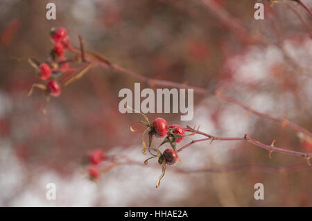 Strepitosi soleggiato hairy wild rose hips con sfondo di neve Foto Stock