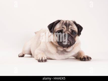 Bella pug cucciolo di cane sdraiato, isolato su sfondo bianco Foto Stock