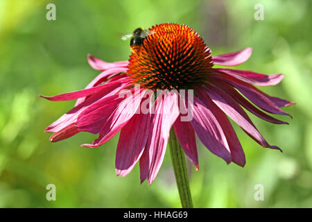 Cappello con di avvicinamento hummel Foto Stock