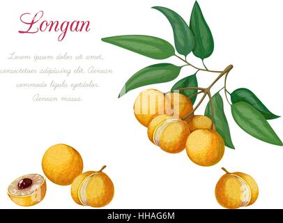 Illustrazione Vettoriale di longan, realizzati in un stile realista. Oggetti isolati su uno sfondo bianco. Una serie di frutta esotica Illustrazione Vettoriale