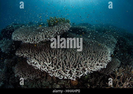 Una bellissima barriera corallina prospera in Raja Ampat, Indonesia. Questa regione biodiversi è conosciuta come il cuore del triangolo di corallo. Foto Stock