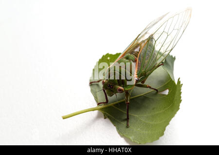 Una chiusura della cicala. Isolato su sfondo bianco Foto Stock