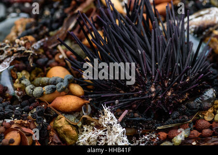 Ricci di mare, conchiglie e alghe sulla riva, natura astratta sfondo Foto Stock