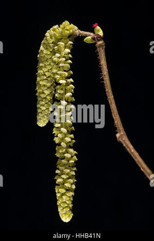 Amenti maschili e femminili del fiore del nocciolo (Corylus avellana). Fioritura invernale arbusto in famiglia Corylaceae, con il rosso fiore femmina Foto Stock