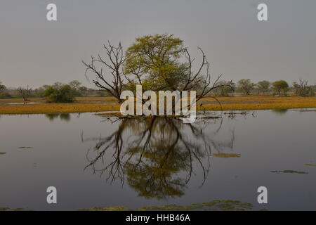 Mighty alberi sullo sfondo di un paesaggio tropicale nel Parco Nazionale di Keoladeo Foto Stock