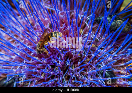 Raccolta del polline delle api nel fiore di cardo Foto Stock