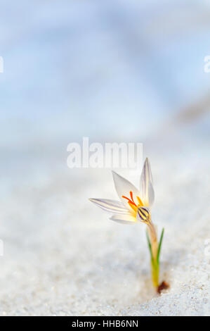 La molla crocus fiori nella neve Foto Stock