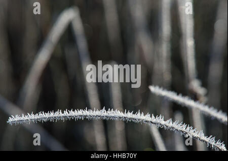 Coperto di brina erba a Londra il Richmond Park dopo una notte di temperature nel sud-est dell'inghilterra è sceso al di sotto del congelamento. Foto Stock