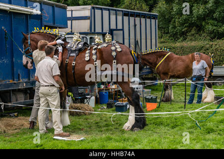 Shire cavalli in corso di preparazione per il concorso in Anglesey Visualizza Foto Stock