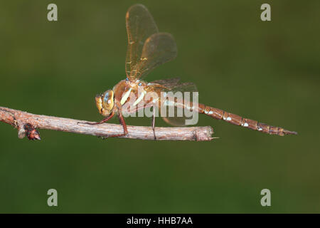 Brown Hawker (Aeshna grandis): adulto dragonfly appollaiato su un bastone, visto dal lato, contro un pulito sfondo verde Foto Stock