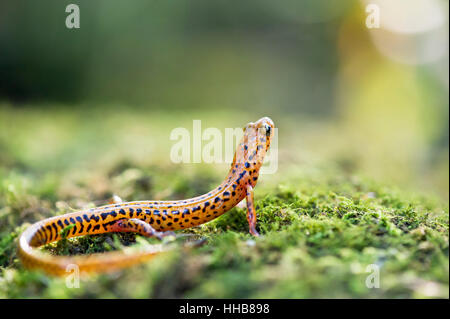 Una lunga coda di salamandra si siede su una coperta di muschio accedere mentre si estende fino a guardarsi intorno. Foto Stock