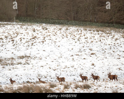 Un sentito di cervi rossi a piedi attraverso la neve a Lyme Park nel Cheshire Foto Stock