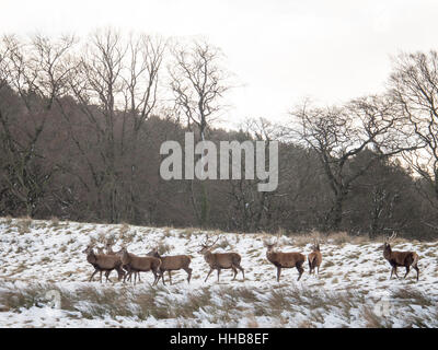 Un sentito di cervi rossi a piedi attraverso la neve a Lyme Park nel Cheshire Foto Stock