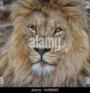 Leone maschio nel sud della savana africana Foto Stock