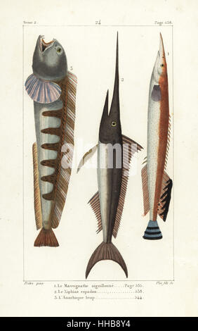 Minore di anguilla spinosa, Macrognathus aculeatus, Pesce spada Xiphias gladius e Wolf-pesce, Anarhichas lupus. Handcolored incisione su rame da Plee Jr. dopo una illustrazione di Jean-Gabriel Pretre da Bernard Germain de Lacepede la storia naturale di ovipari quadrupedi, serpenti, i pesci e i cetacei, Eymery, Parigi, 1825. Foto Stock