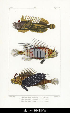 Barbuto ghoul, Inimicus didactylus, broadbarred firefish, Pterois antennata, e il leone rosso, pterois volitans. Handcolored incisione su rame di Jean Baptiste Guyard dopo una illustrazione di Jean-Gabriel Pretre da Bernard Germain de Lacepede la storia naturale di ovipari quadrupedi, serpenti, i pesci e i cetacei, Eymery, Parigi, 1825. Foto Stock