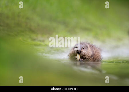 Un topo muschiato siede in acque poco profonde di mangiare alcuni vegetazione acquatica su un caldo nuvoloso mattina d'estate. Foto Stock