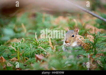 Un Gray Squirrel mangia il cibo in un campo di terra verde pino. Foto Stock