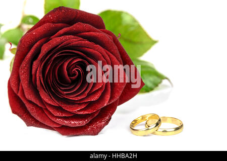 Splendida fioritura rosa rosso e oro due anelli di nozze su sfondo bianco Foto Stock