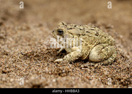 American Toad camouflage sulla spiaggia di ghiaia poco Fiume Miami Ohio Foto Stock