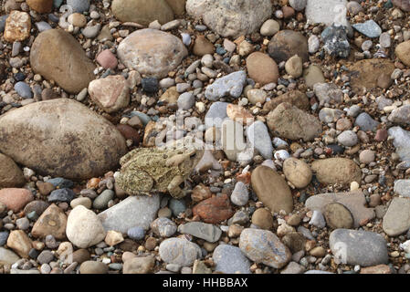 American Toad camouflage sulla spiaggia di ghiaia poco Fiume Miami Ohio Foto Stock