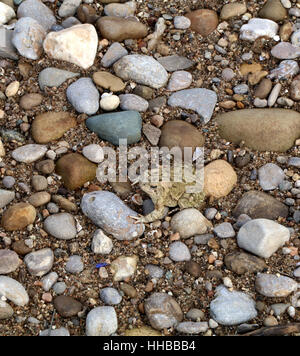 American Toad camouflage sulla spiaggia di ghiaia poco Fiume Miami Ohio Foto Stock