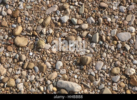 American Toad camouflage sulla spiaggia di ghiaia poco Fiume Miami Ohio Foto Stock