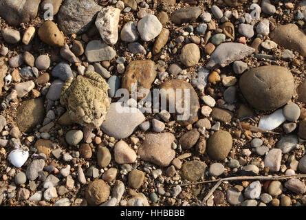 American Toad camouflage sulla spiaggia di ghiaia poco Fiume Miami Ohio Foto Stock