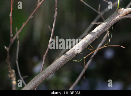 Bastone da passeggio insetto sul ramo Ohio Foto Stock