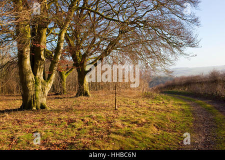 Inglese paesaggio invernale con matura faggi ed alberelli da una pista forestale e biancospino siepe sulla Yorkshire wolds. Foto Stock