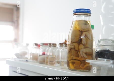 Embrioni di animali in vaso di campione Foto Stock