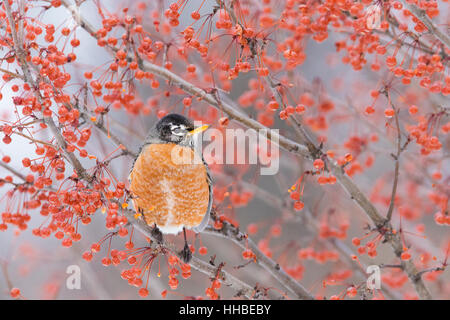 American Robin alimentando in inverno Foto Stock