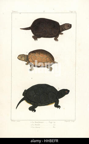 Testuggine palustre 1,2, Emys orbicularis (vicino a rischio), e giallo 3 tartaruga, Chelonoidis denticulata. Handcolored incisione su rame di Jean Baptiste Guyard dopo una illustrazione di Jean-Gabriel Pretre da Bernard Germain de Lacepede la storia naturale di ovipari quadrupedi, serpenti, i pesci e i cetacei, Eymery, Parigi, 1825. Foto Stock