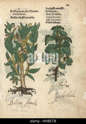 Balsam apple femmina, Momordica balsamina, e belladonna Atropa belladonna. Woodblock Handcolored incisione di una illustrazione botanica da Adamo Lonicer's Krauterbuch, o alle erbe, Francoforte, 1557. Questo da un secolo XVII edizione pirata o atlas di illustrazioni soltanto, con didascalie in latino, greco, francese, italiano, tedesco e nel manoscritto inglese. Foto Stock