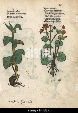 Western dock, Rumex aquaticus e Margherita occhio di bue, Leucanthemum vulgare. Woodblock Handcolored incisione di una illustrazione botanica da Adamo Lonicer's Krauterbuch, o alle erbe, Francoforte, 1557. Questo da un secolo XVII edizione pirata o atlas di illustrazioni soltanto, con didascalie in latino, greco, francese, italiano, tedesco e nel manoscritto inglese. Foto Stock