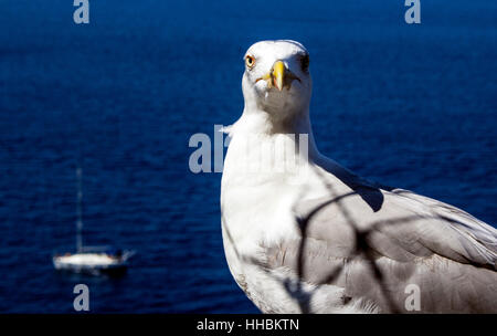 Seagull close up guardando la camma. Sullo sfondo il mare mediterraneo in Italia Foto Stock