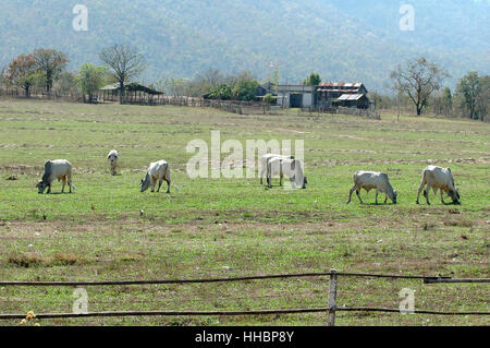 Cibo, aliment, agricoli, colore, albero, animale mammifero, legno, asia Foto Stock